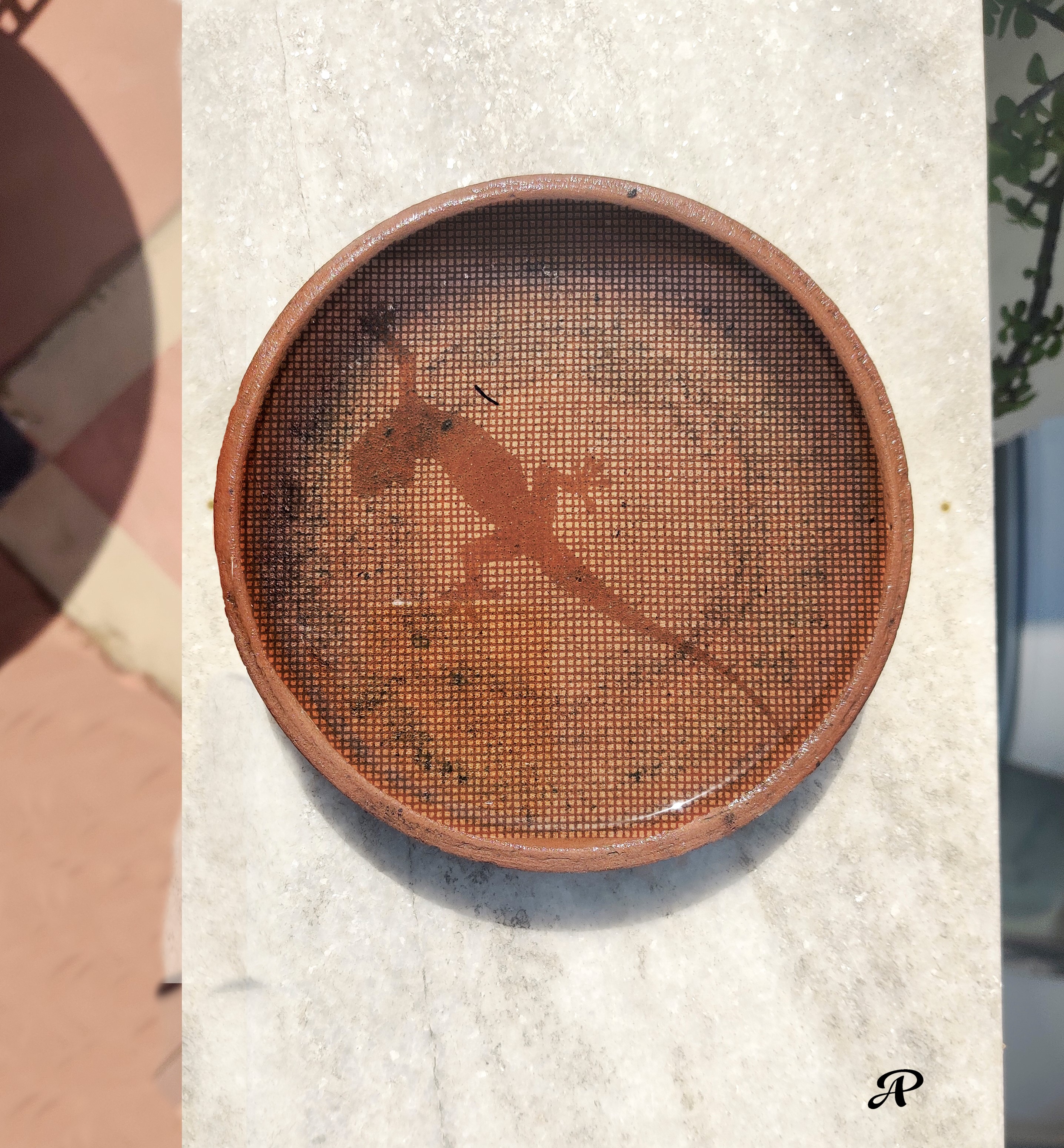 gecko and wire mesh shadow in water bowl kept on the ledge for birds. Summer 2023