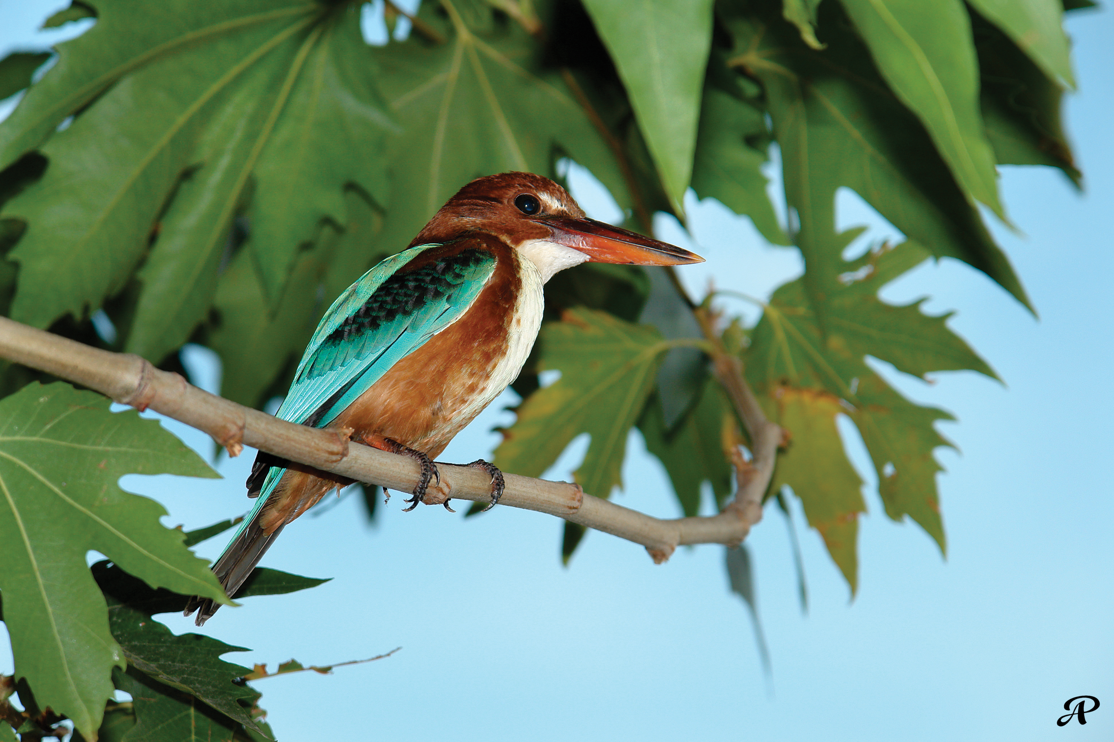 Kingfisher bird on a Chinar tree. Char Chinar island, Dal Lake, Kashmir