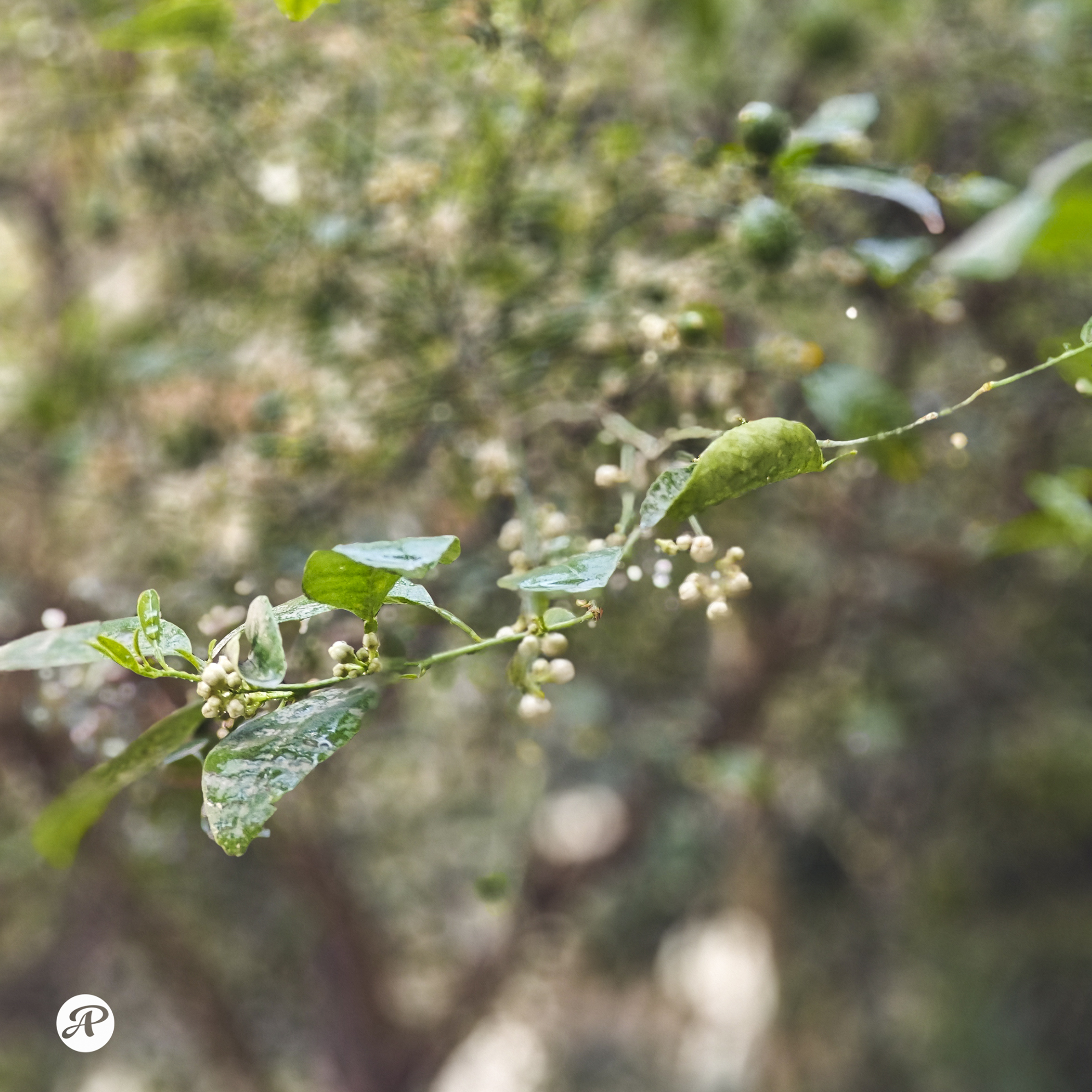 Lemon flower buds in spring