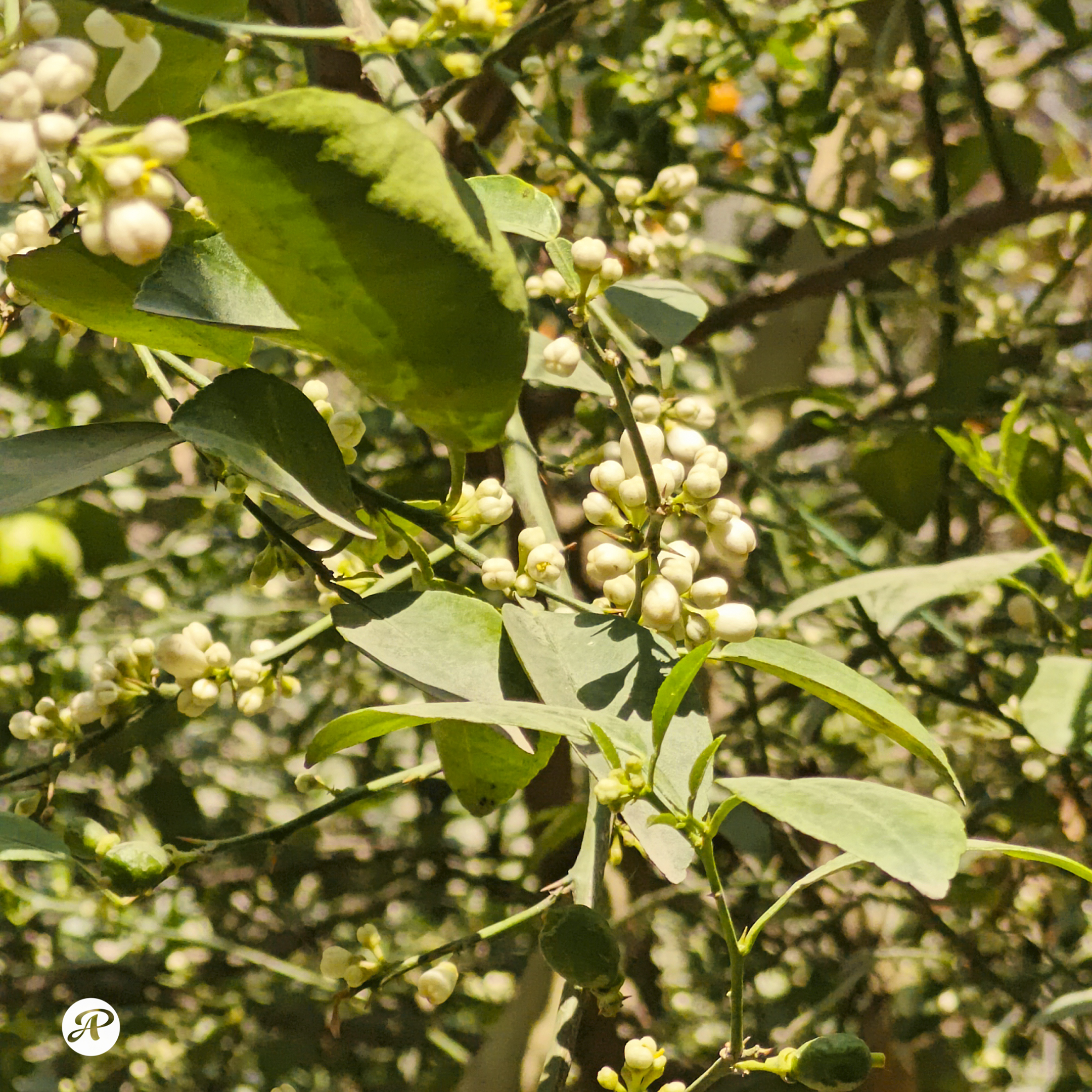 Lemon buds in bunches on branches