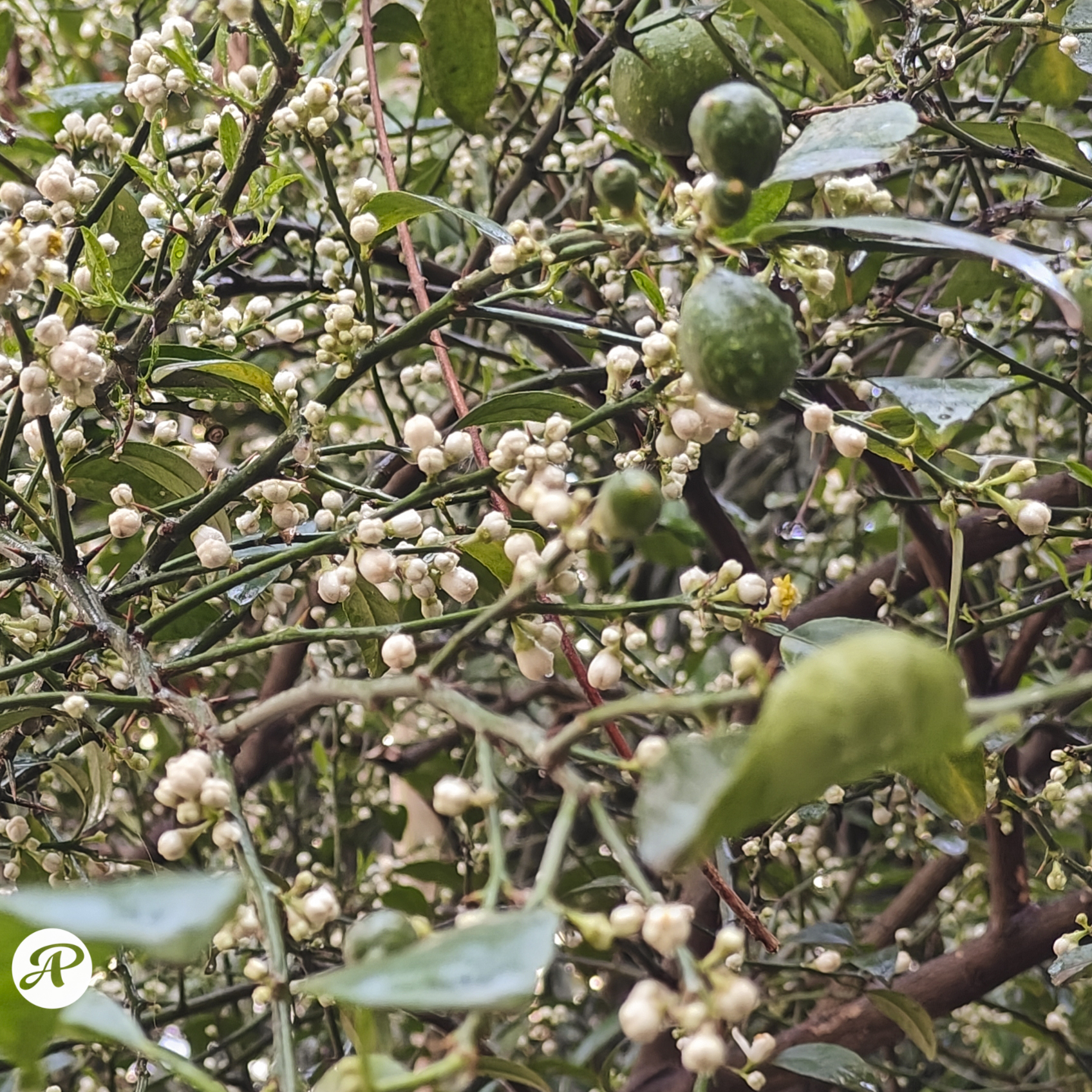 Lemon flower buds and the fruit growing