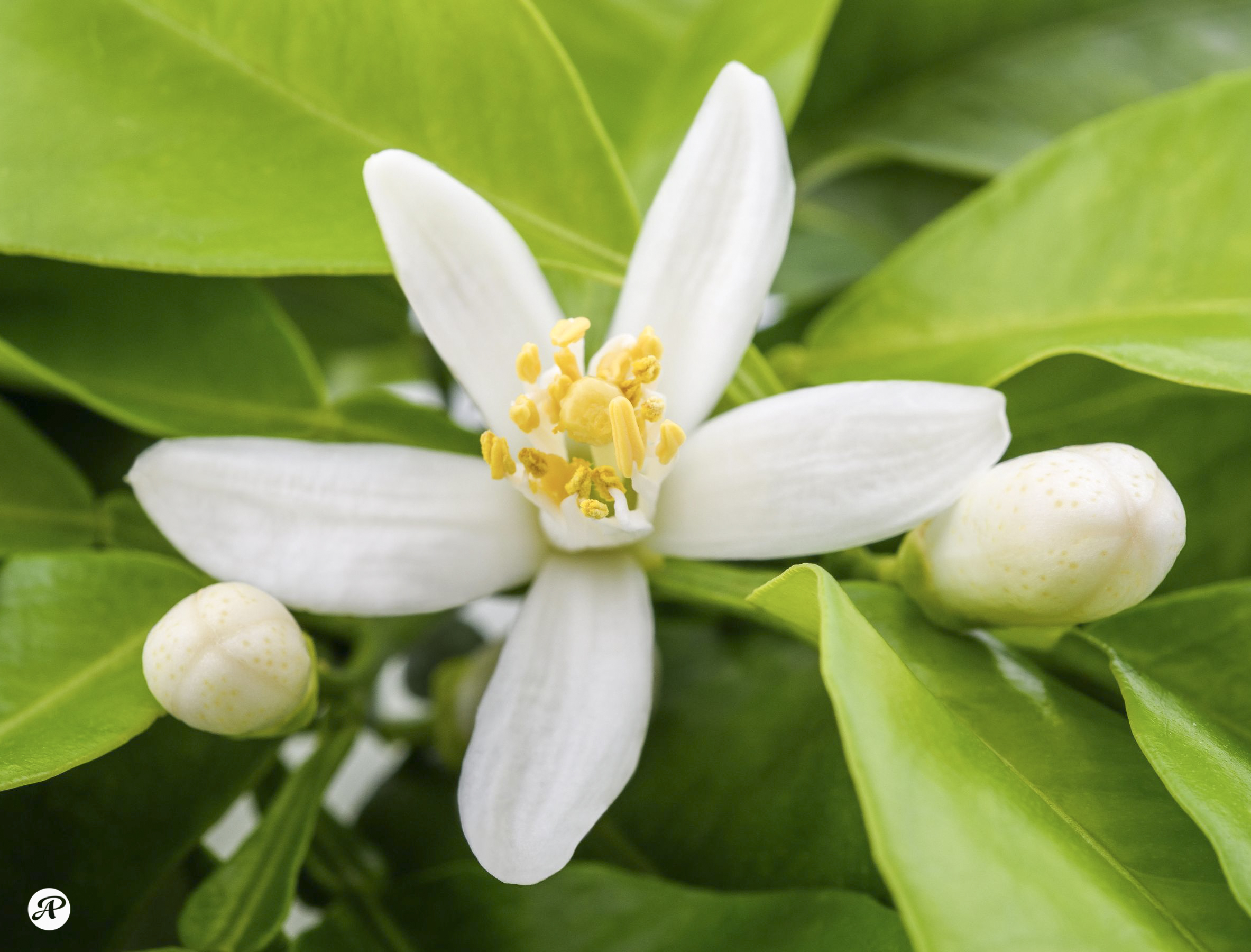 Lemon flower
