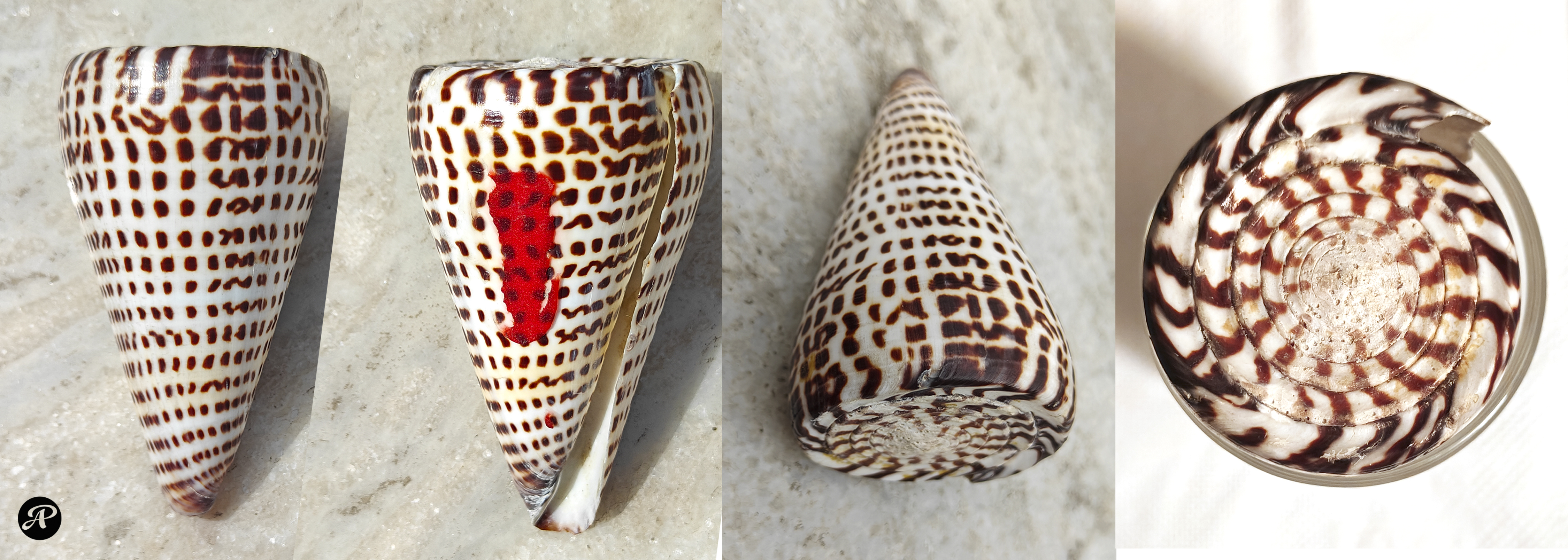 Lettered Cone from the Indian Ocean